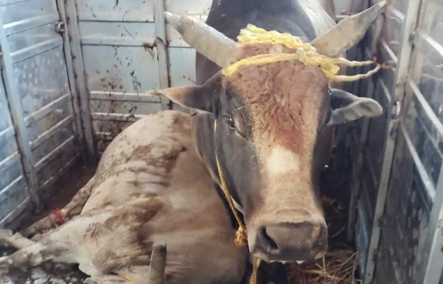 police raid During cattle smugglling