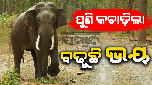 Elephant in Jujumura of Sambalpur