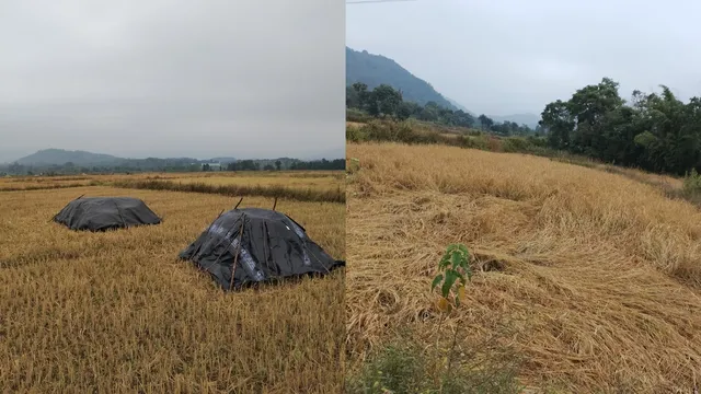 Paddy crop damage for rain in G Udayagiri district. 