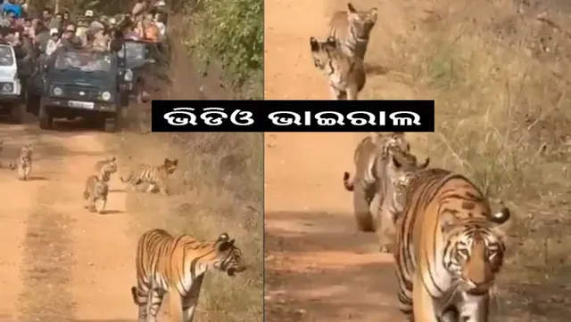 blocking Tigerss path