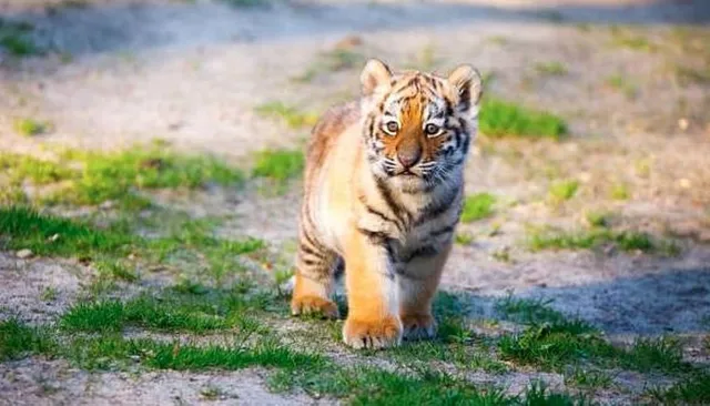 Tiger cub dies in Nandankanan zoo
