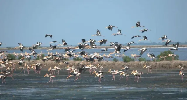 Bhitarkanika Bird Count from 18th January
