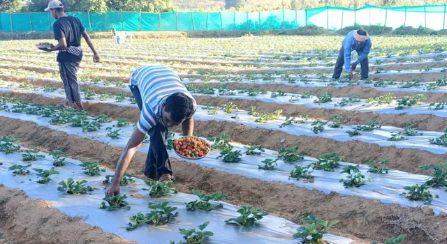 A village with no paved roads, a beautiful and delicious strawberry farm