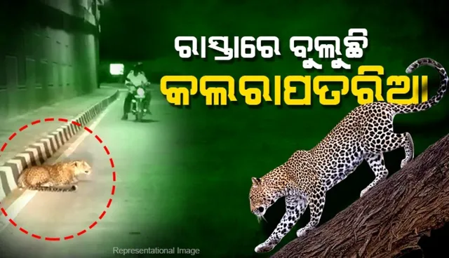 eopards roams in Athagarh