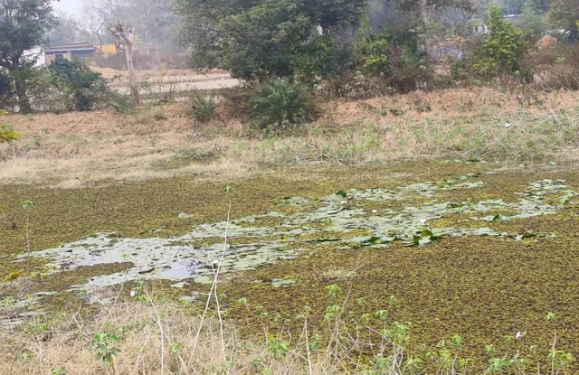 ପଙ୍କ,ଅନାବନା ଘାସ ଓ ଗଛରେ ପରିପୂର୍ଣ ଜଳାଶୟ