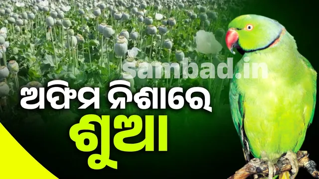 parrot Caught in the net of opium addiction: Farmers worried