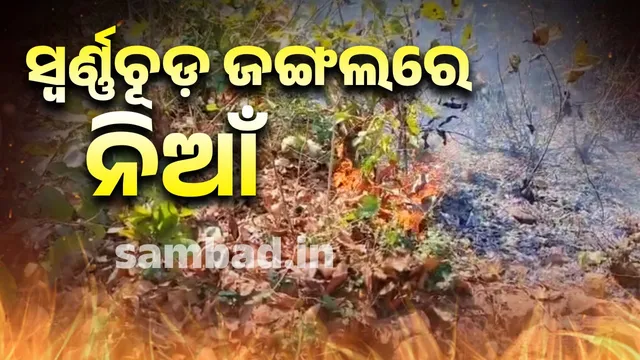 Fire in Nilgiri Swarnachud forest, acres of forest burnt