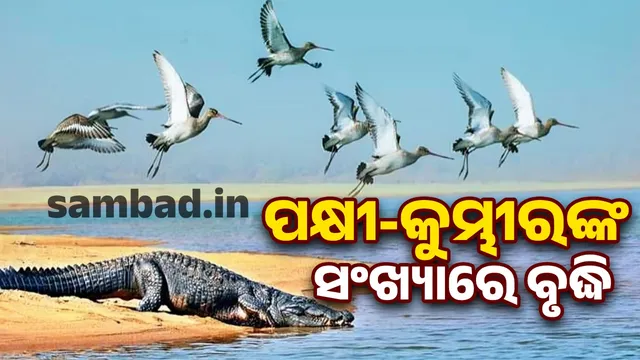 Record number of birds in the state is over 2.34 million: Forest Minister