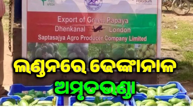 Dhenkanal's Green Papaya  Export to London