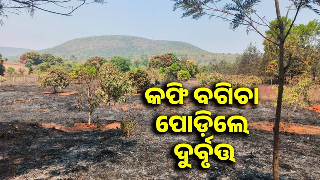 6 acres of coffee plantation burnt to ashes