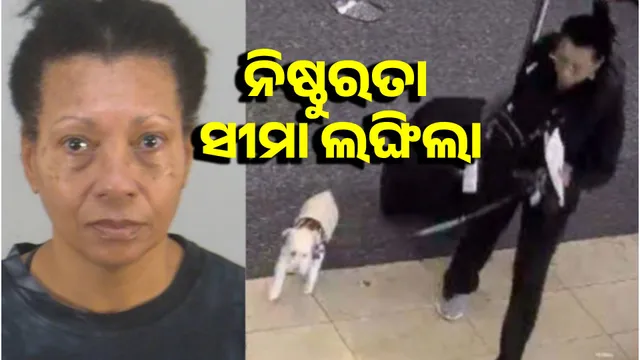 Dog drowned in airport toilet after not allowed to board plane