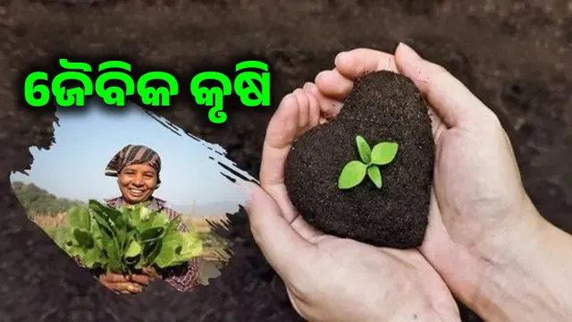 କୃଷି କ୍ଷେତ୍ରରେ ବ୍ୟାପକ କୀଟନାଶକ ବ୍ୟବହାର ଯୋଗୁ ବୃଦ୍ଧି ପାଉଛି କର୍କଟ ରୋଗ!: ଜୈବିକ କୃଷି ଉପରେ ରାଜ୍ୟ ସରକାରଙ୍କ ଗୁରୁତ୍ୱ 
