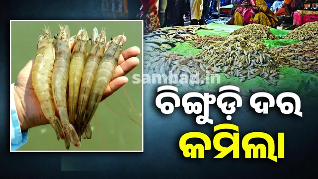 Impact of US tariffs: Shrimp prices drop 80% due to lack of sales