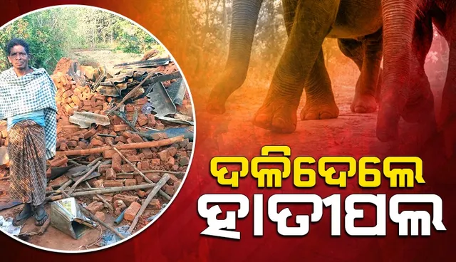 elephant in G Udayagiri