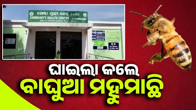 Bee attack on Mahavishwa Sankranti: Over 20 devotees injured