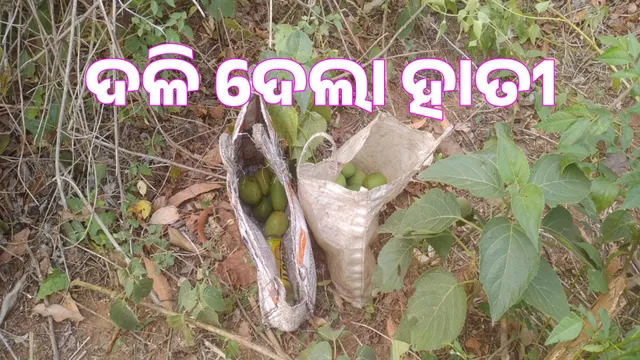 Old man killed in elephant attack