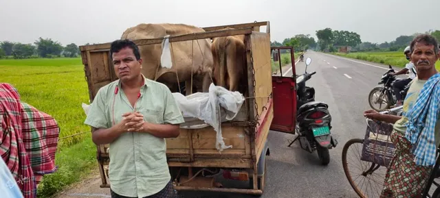 Illegal cow smuggling: 3 cows rescued, auto seized, driver arrested