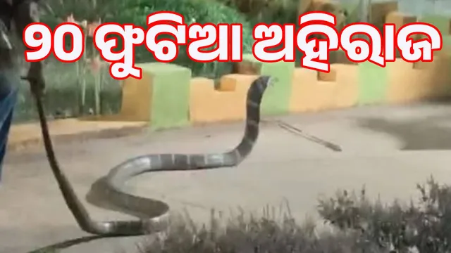 20-foot-tall Ahiraj rescued from school premises