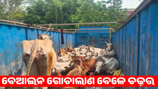 illegal cow trafficking: 27 bullock rescue