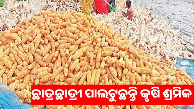 4,599 students became agricultural laborers in one and a half months