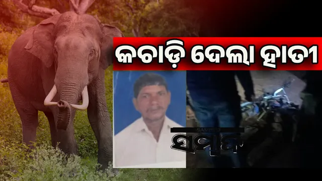 Eleephant Nirakarapur