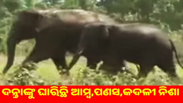Two tusked elephants roaming: Locals worried