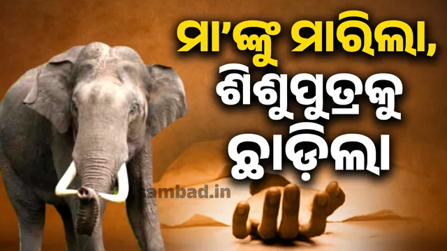 Elephant attack in Mayurbhanj district