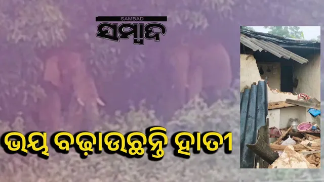 Elephants in G Udayagri