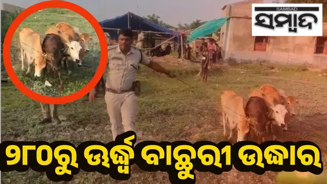 calf rescued in Mayurbhanj district