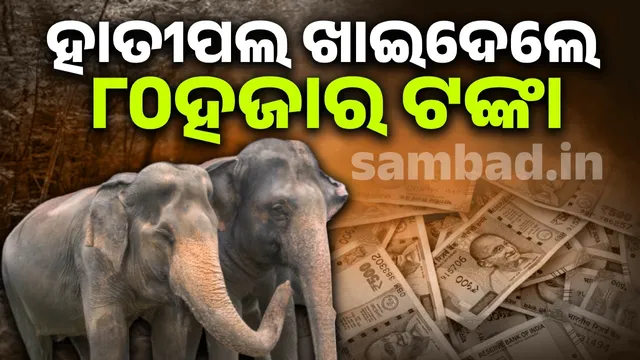 Elephant eat money worth Rs 80,000