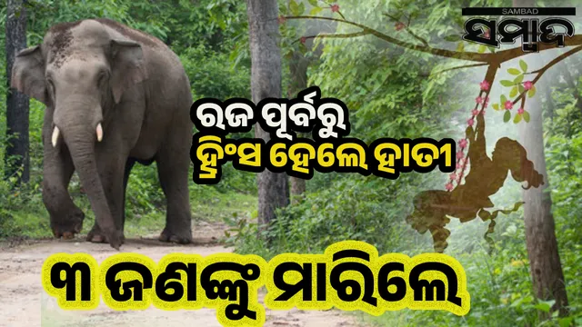 Three killed by elephant