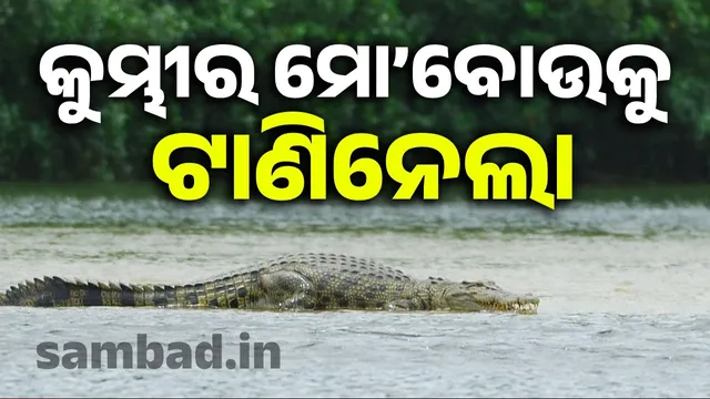 Mo'Bou was dragged away by a crocodile: helpless girl cried out