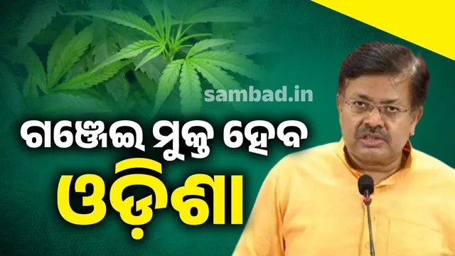 Odisha will be completely marijuana-free: Excise Minister