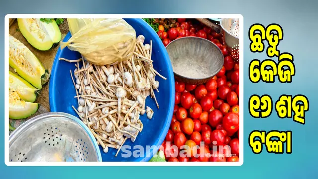 A kilogram of mushroom  is priced at 16 hundred rupees in Nuapada market
