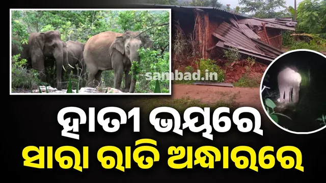 Night wakes up for elephant: calf tusker chasing people