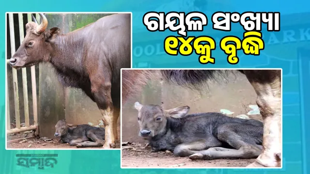 New guest at Nandankanan: Gaur calf born