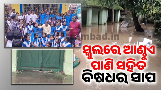 Venomous snake in school with water on its knees: Collector declares school holiday