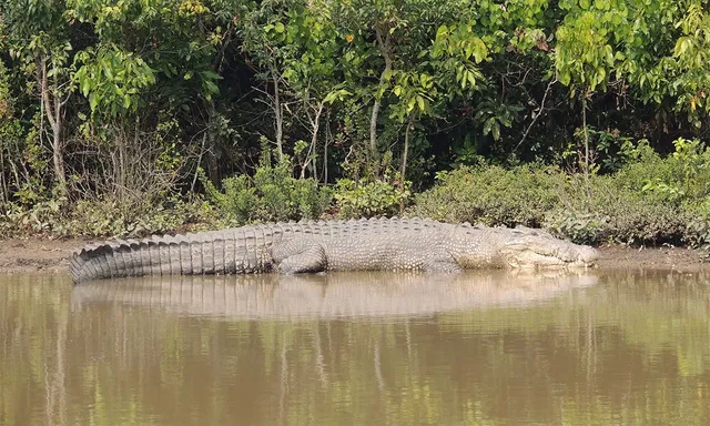 bhitarakanika dgdggd