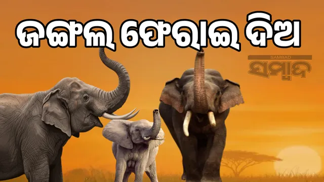 elephant is asking for it's part