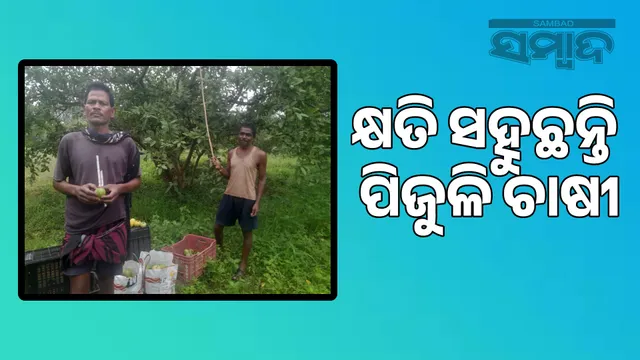 guava farmers are suffering losses, they are not getting the right market price.