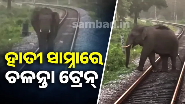 Train running in front of elephant on railway tracks