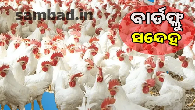 More than 300 chickens died