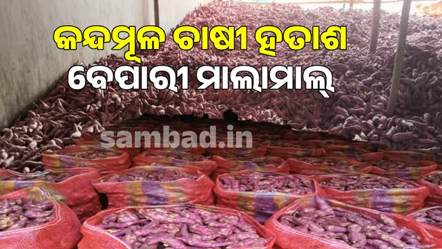 sweet root farmers are desperate, traders are in profit