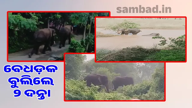 Two tuskar roamed in the village uninhibitedly: They ate rice in the fields, played in the Kushabhadra