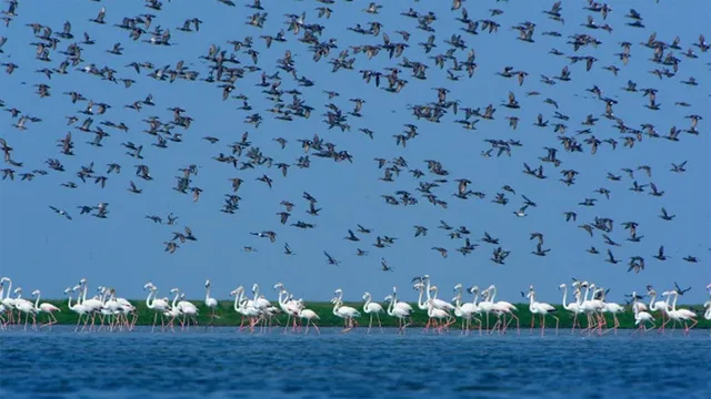 chilika
