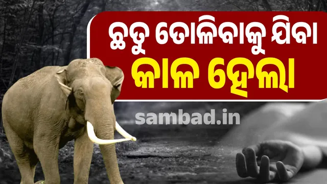 Elderly man dies in elephant attack