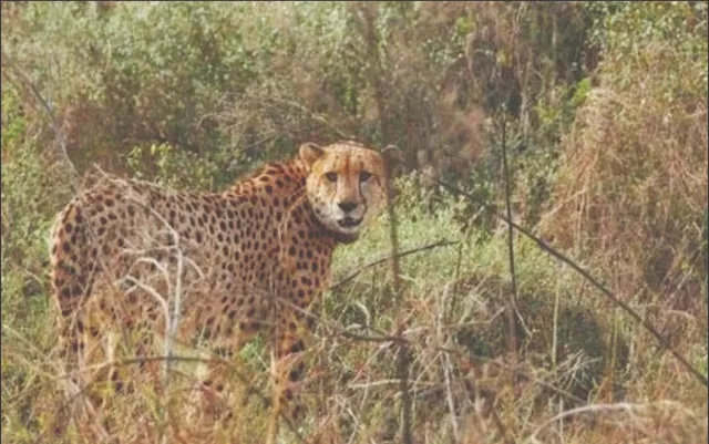 cheeta