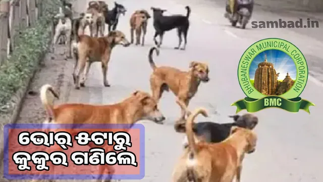 BMC officials count dogs from 5 am