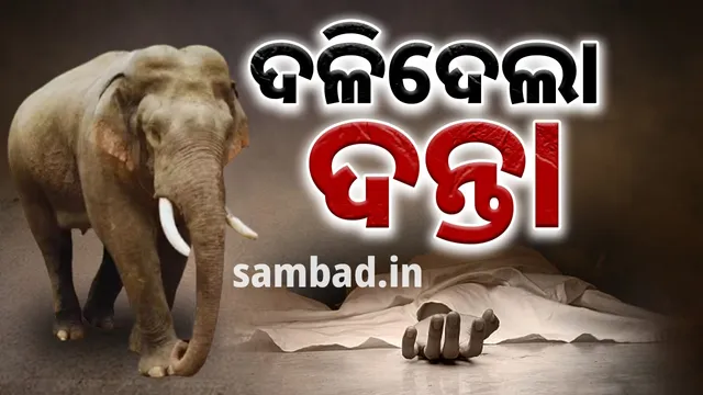 Elderly man dies in tusked elephant attack