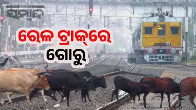 4252 cattle killed in train collisions in 2019: East Coast Railway launches awareness campaign